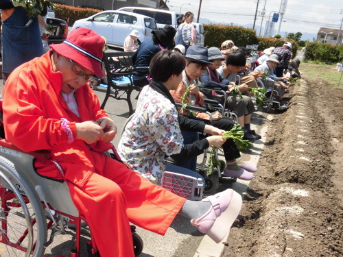 いもの苗植え