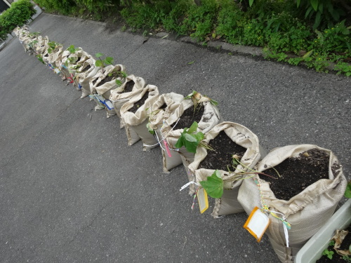 サツマイモの苗植えをしました！