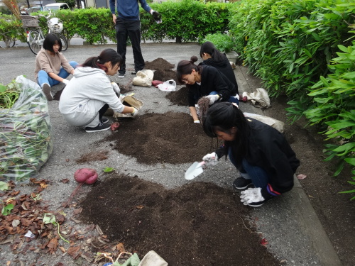 大きなお芋が掘れました！！