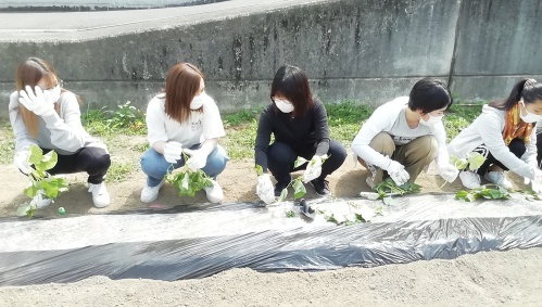 さつまいもの苗植えをしたよ