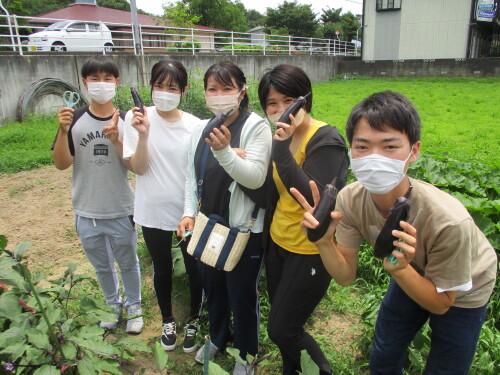 野菜収穫！