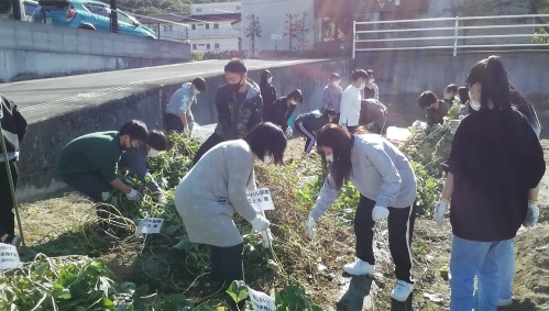 芋ほりをしました