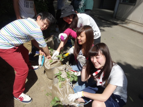 『サツマイモの苗植え♪』