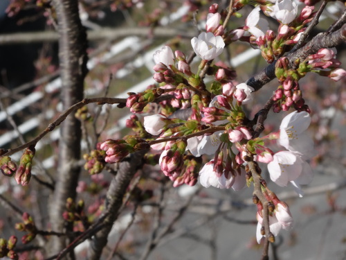 教室から見える桜の蕾も膨らんで・・・